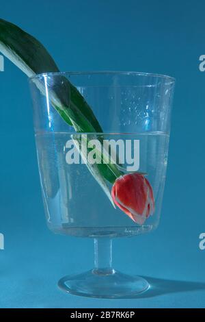 Red tulip with leaves dipped upside down in the water. Bubbles formed on the leaves and bud.  Stock Photo