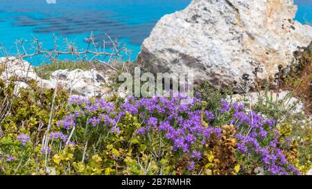 Island of Favignana, Trapani, Sicily - Mediterranean scrub flora right over the turquoise sea, with rosemary and other herbs. Stock Photo