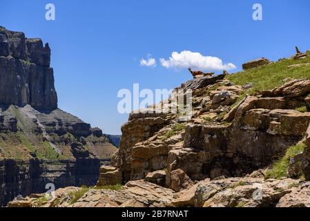 Chamois (Rupicapra rupicapra) at National Park of Ordesa and Monte Perdido (Spain) ESP: Rebeco en el Parque Nacional de Ordesa y Monte Perdido Stock Photo