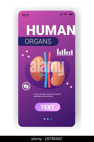 kidneys structure human internal organ anatomy healthcare medical concept renal system smartphone screen mobile app vertical copy space vector illustration Stock Vector