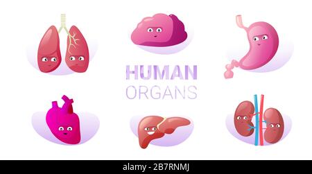 set funny anatomical mascot kidneys lungs brain stomach heart liver characters cute human body internal organs collection horizontal vector illustration Stock Vector