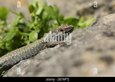 A beautiful male Wall Lizard, Podarcis muralis, basking on a stone wall in Dorset, UK. Stock Photo