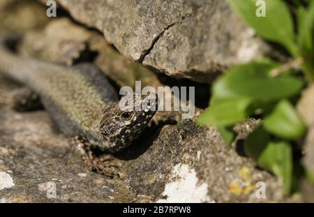 A beautiful male Wall Lizard, Podarcis muralis, basking on a stone wall in Dorset, UK. Stock Photo