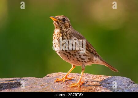 Song Thrush - Turdus philomelos, inconspicuous song bird from European forests and woodlands, Hortobagy, Hungary.