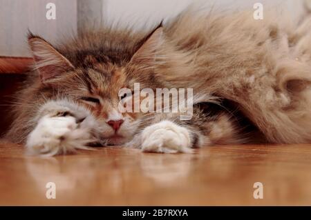 A sweet norwegian forest cat lying on a shiny floor indoors Stock Photo