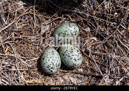 Gull Egg Nest, Croatia Stock Photo