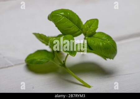 Basil leaveson a desk with a notebook for recipes and notes a composition with negative space a background for advertsing Stock Photo