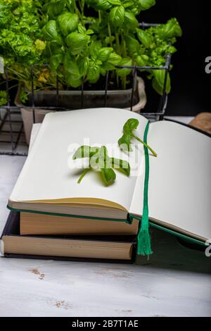 Basil leaveson a desk with a notebook for recipes and notes a composition with negative space a background for advertsing Stock Photo