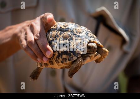 Man holds leopard tortoise in right hand Stock Photo