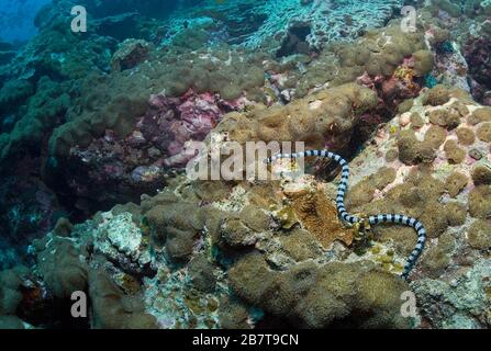 Banded Sea Krait or Yellow-lipped Sea Krait (Laticauda colubrina), venoumous sea snake, Sabang beach, Mindoro, Philippines
