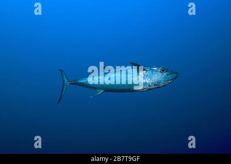 Dogtooth tuna (Gymnosarda unicolor), Lhaviyani Atoll, Maldive islands Stock Photo