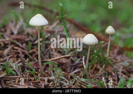 Mycena amicta, known as the coldfoot bonnet, wild mushroom from Finland Stock Photo