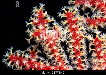 Gorgonia Coral (Gorgonacea sp.) polyps. Red Sea - Egypt Stock Photo - Alamy