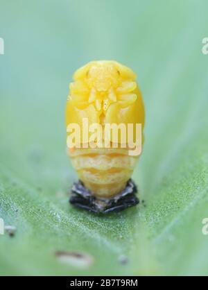 Coccinella septempunctata, the seven-spot ladybird (or, in North America, seven-spotted ladybug, shedding larval skin Stock Photo