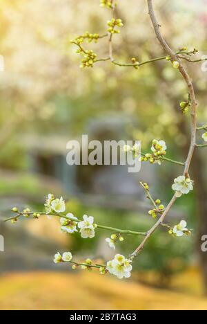 tokyo, japan - march 13 2020: Plum trees in bloom on a bokeh background in the Yushima-Tenmangu shrine of Okachimachi dedicated to Sugawara no Michiza Stock Photo