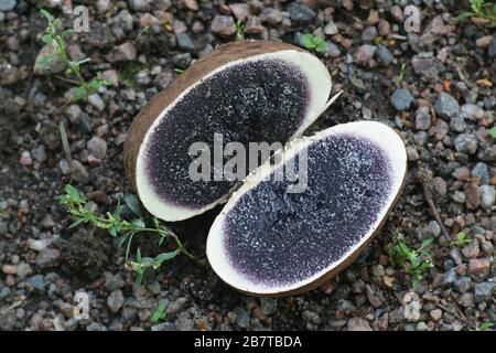 Scleroderma bovista (Scleroderma verrucosum var. bovista), known as Potato Earthball, mushrooms from Finland Stock Photo