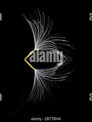 Seeds of coltfoot on black background, a minimalistic impression Stock Photo