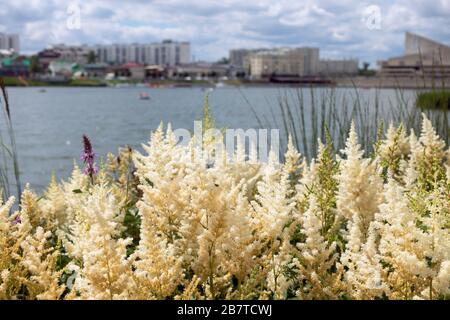 Flowering astilbe in city park. White flowers of Astilbe japonica - false goat beard, false spirea. Stock Photo