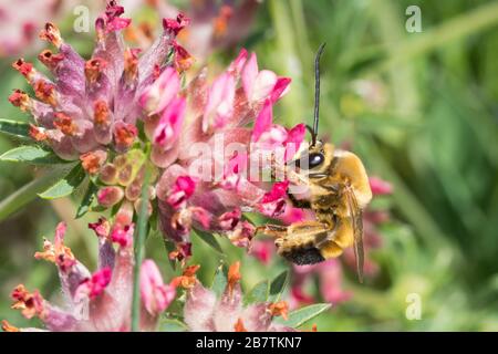 Langhornbiene, Langhorn-Biene, Männchen, Eucera nigrescens, Eucera tuberculata, Long-Horned Bee, male, Kroatien, Croatia Stock Photo