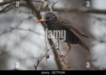 European Starling in a Tree 1, Black Bird with White Spots Stock Photo