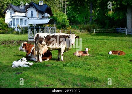 Austria, cows and calves on pasture Stock Photo