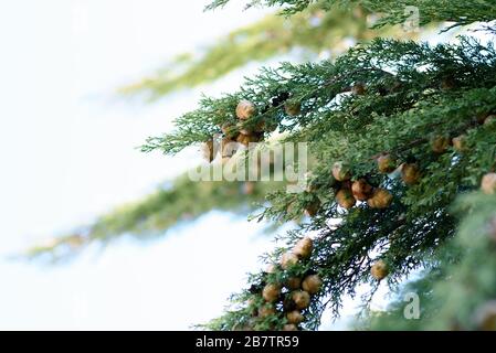 Detail of branches, leaves and fruits of leyland cypress. Nature concept. Cupressocyparis leylandii. Stock Photo