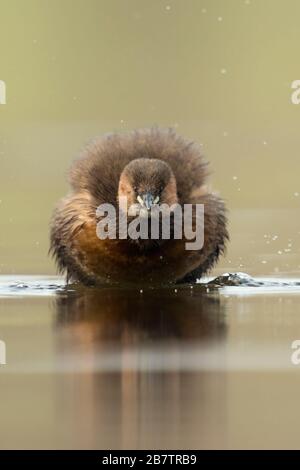 Little Grebe / Zwergtaucher ( Tachybaptus ruficollis ), adult in breeding dress, funny frontal view, shaking off its feathers, plumage, wildlife. Stock Photo