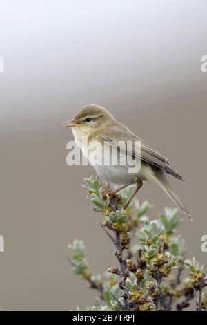 Willow Warbler / Fitis ( Phylloscopus trochilus ), little bird, adult male in spring, perched on top of seabuckthorn, singing, wildlife, Europe. Stock Photo
