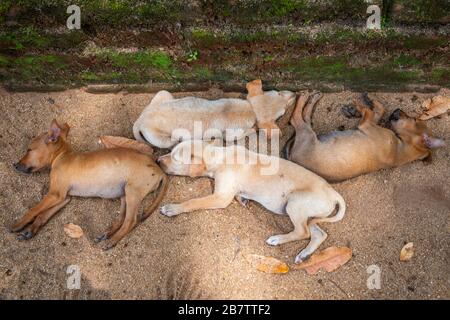 Sri Lankan Street Dog pups sleeping in the shade at the Polonnaruwa Temple in Sri Lanka. Stock Photo