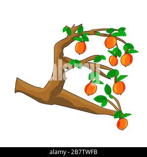 Apples on tree branch with green leaves isolated on white background. Cartoon style drawing of hanging fruit on branches. Stock vector illustration Stock Vector