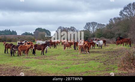 Herd of mixed colour ponies, New Forest, Hampshire, UK Stock Photo