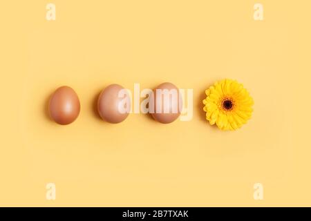 Spring and easter concept. A row of brown eggs and a yellow flower. Stock Photo