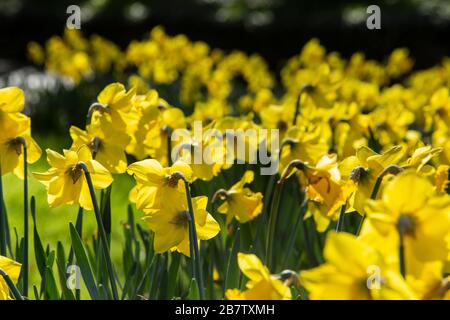 A roadside verge covered in yellow daffodils, back lit by the sun. Stock Photo