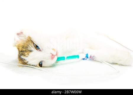 cat on surgical table during castration in veterinary clinic. Photo on white background, blurred Stock Photo