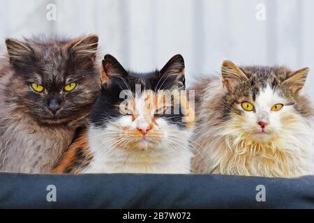 Three stray cats bask in warm clothes on the street. Stock Photo