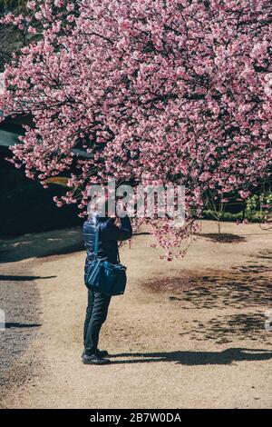 Japanese taking pictures of cherry blossom Stock Photo - Alamy