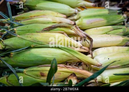 a lot of grilled corn cobs on street stall, fresh boiled and roasted corn is famous street food, smoked grill roasted corn cob, selective focus Stock Photo