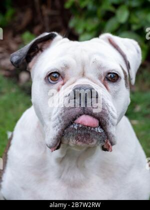 A beautiful English Bulldog dog head portrait with funny expression in face, focus on nose Stock Photo