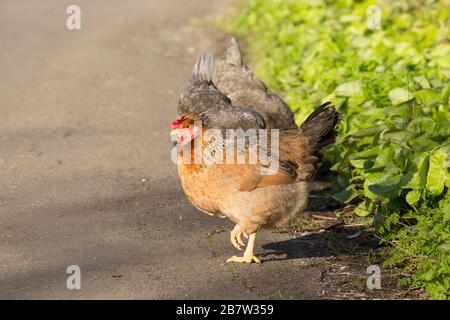 Chickens at the side of a country road in march 2020. North Dorset England UK GB. Hens were in high demand during the coronavirus outbreak. Stock Photo