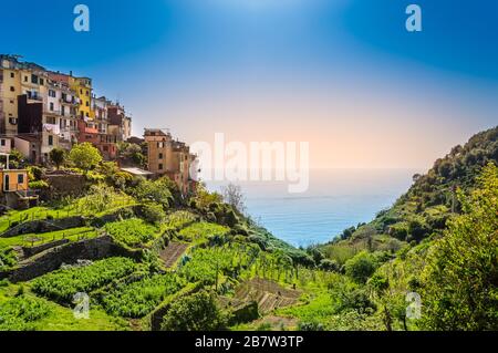 Corniglia, Cinque Terre - beautiful village with colorful buildings and terraces on cliff over sea. Cinque Terre National Park with rugged coastline i Stock Photo