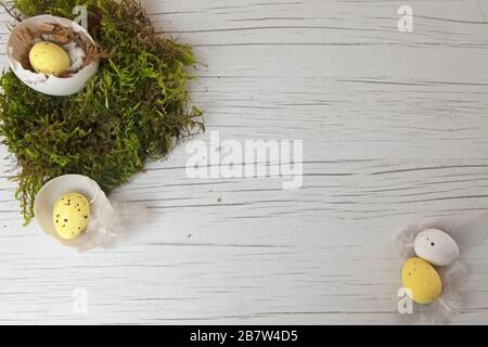 Yellow and white easter egg nest inside goose egg with green foliage displayed on white wooden board Stock Photo
