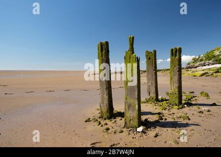 Old wooden structures at low tide near Jenny Brown’s Point near the village of Silverdale, Lancashire England UK GB. Stock Photo