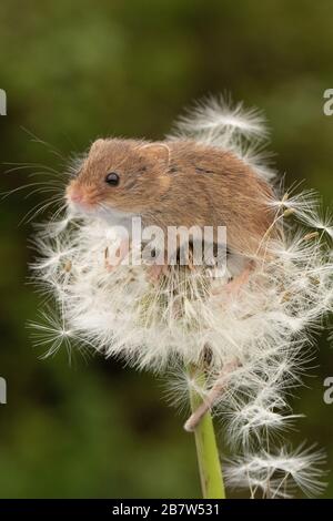 Havest mouse on Dandelion Stock Photo