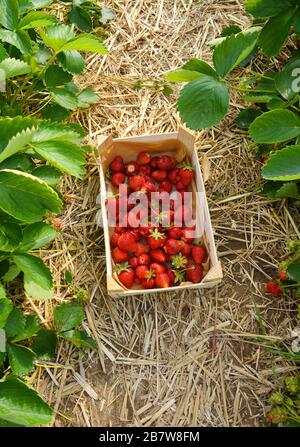 A box filled with strawberries on a field outdoor in summer Stock Photo