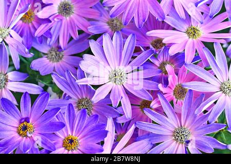 Top view on pink and purple blooming 'Pericallis Senettii Marguerite Cineraria' spring flowers Stock Photo