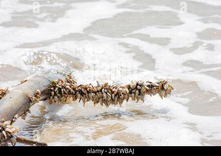 Many white shells on bamboo and sea. Stock Photo