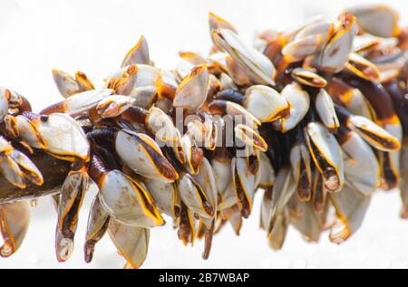 Many white shells on bamboo and sea. Stock Photo