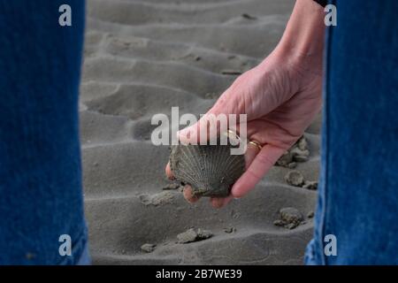 Caucasian woman collecting seashells on beach Stock Photo - Alamy