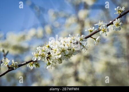Cherry blossoms on a twig picked out of a blurred background of other twigs and blossoms Stock Photo