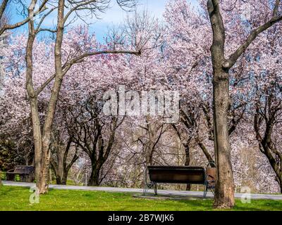 Bench between trees in a park. Single bench surrounded by cherry blossom trees. Beautiful spring day. Stock Photo